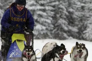 Anchorage: Krzneni 'rendez-vous' na Aljasci