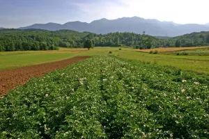 Poljoprivredna komora se buni jer su poticaji isplaćeni, a njoj nije uplaćen doprinos