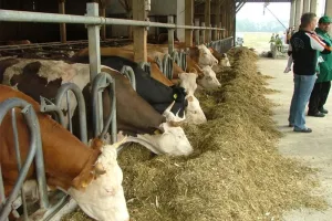 Tvornica stočne hrane isplaćuje 650 kuna dividende