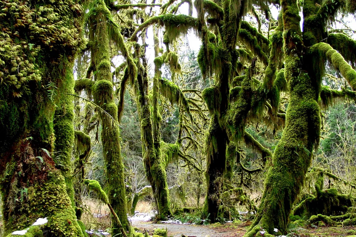 Nove najpopularnije rezolucije na webu