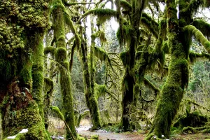 Nove najpopularnije rezolucije na webu