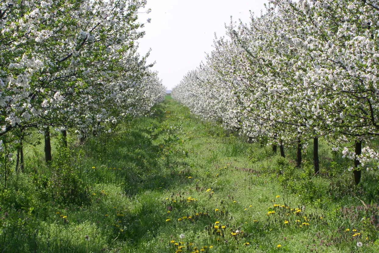 Neka je nama elementarnih nepogoda!