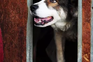 Afion za azil Dumovec