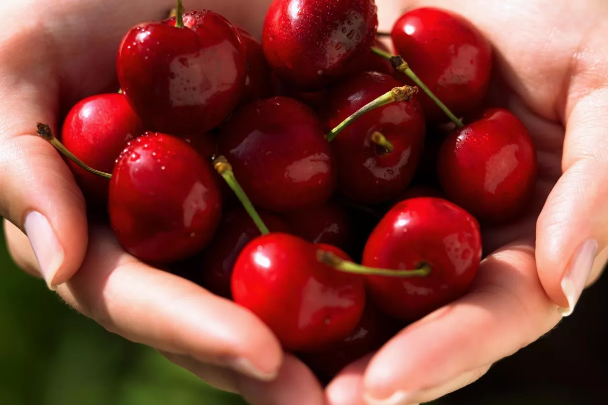 Maraskine zalihe porasle 15 posto