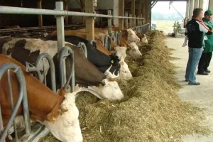 Dividenda od 650 kuna po dionici