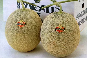 Yubari dinje prodane za milijun jena