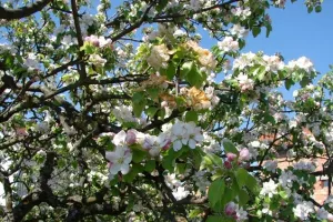 Ministri, kupite čizme i dođite u voćnjake!