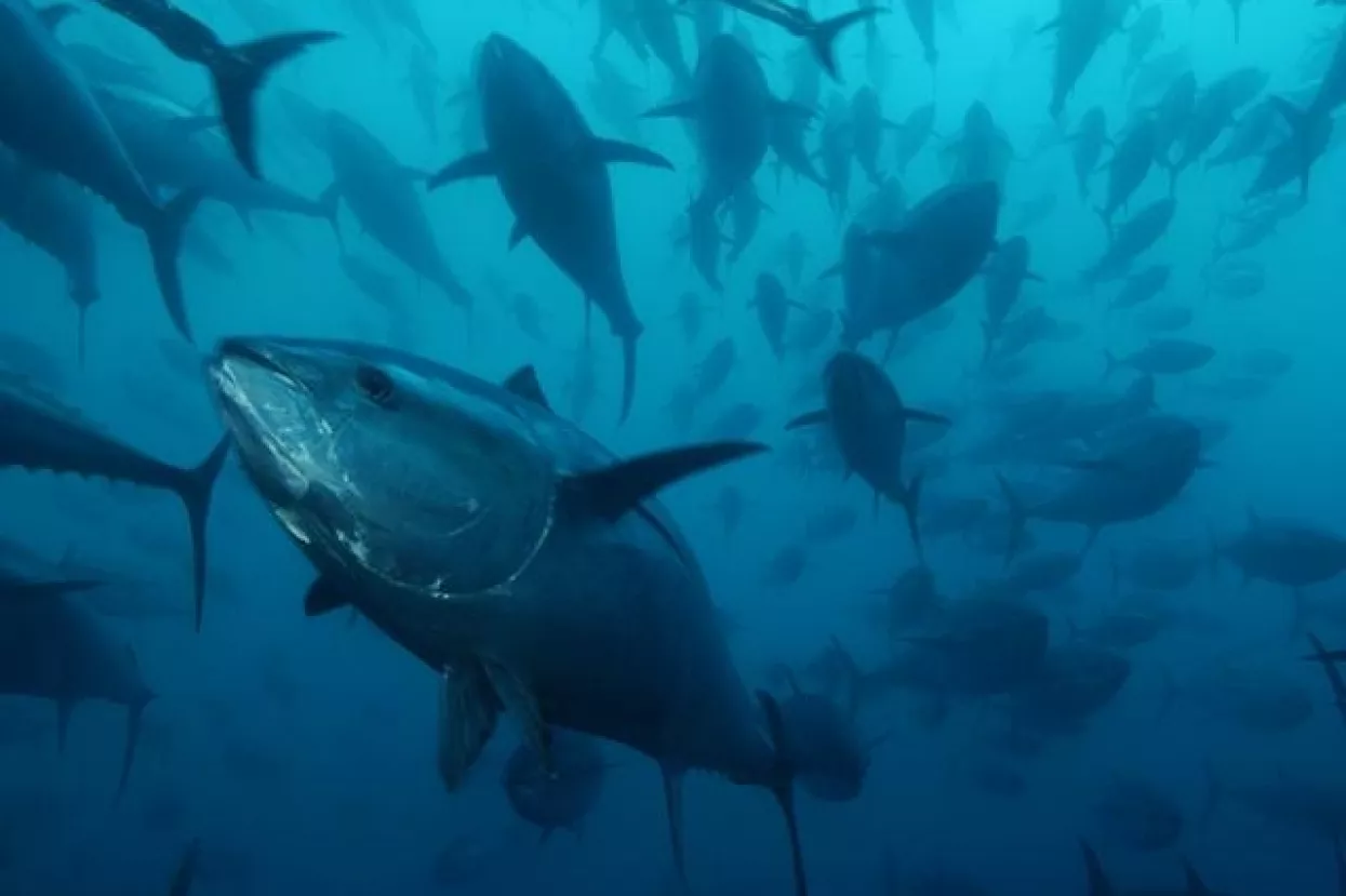 Radijacija iz Fukushime u tunama