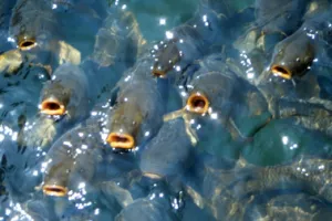 Proizvodna šarana porasla gotovo 60 posto