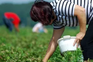 Poticanje prijavljivanja sezonaca