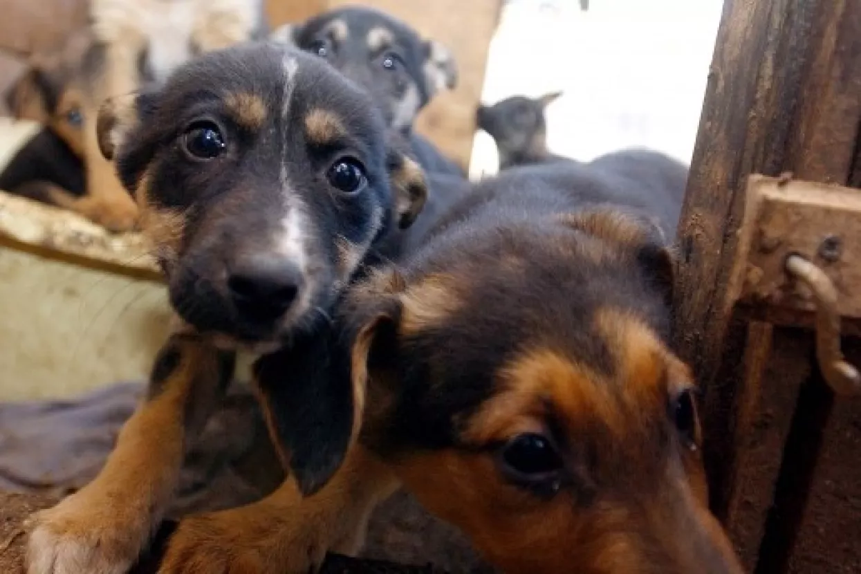 Građani na strani azila: Nisu u skladu s europskim zakonima