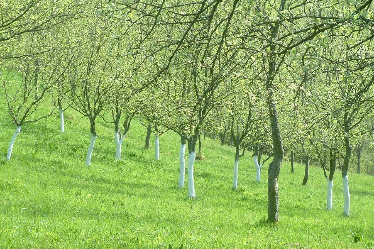 Hlad Poljoprivreda pripojena Questus nekretninama