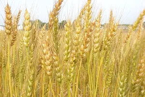 175 tisuća tona pšenice mogao bi biti tržni višak
