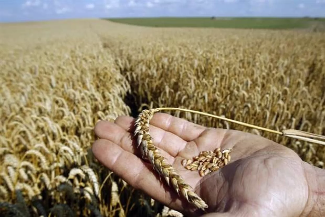 Tko ima koristi od plasiranja vijesti o zaraženoj pšenici?