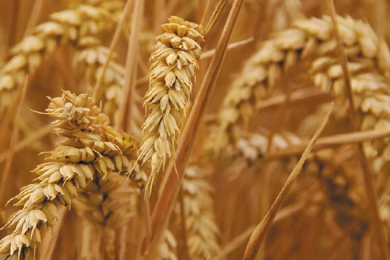 Tko mrsi račune domaćim otkupljivačima pšenice?