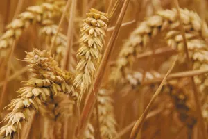 Tko mrsi račune domaćim otkupljivačima pšenice?