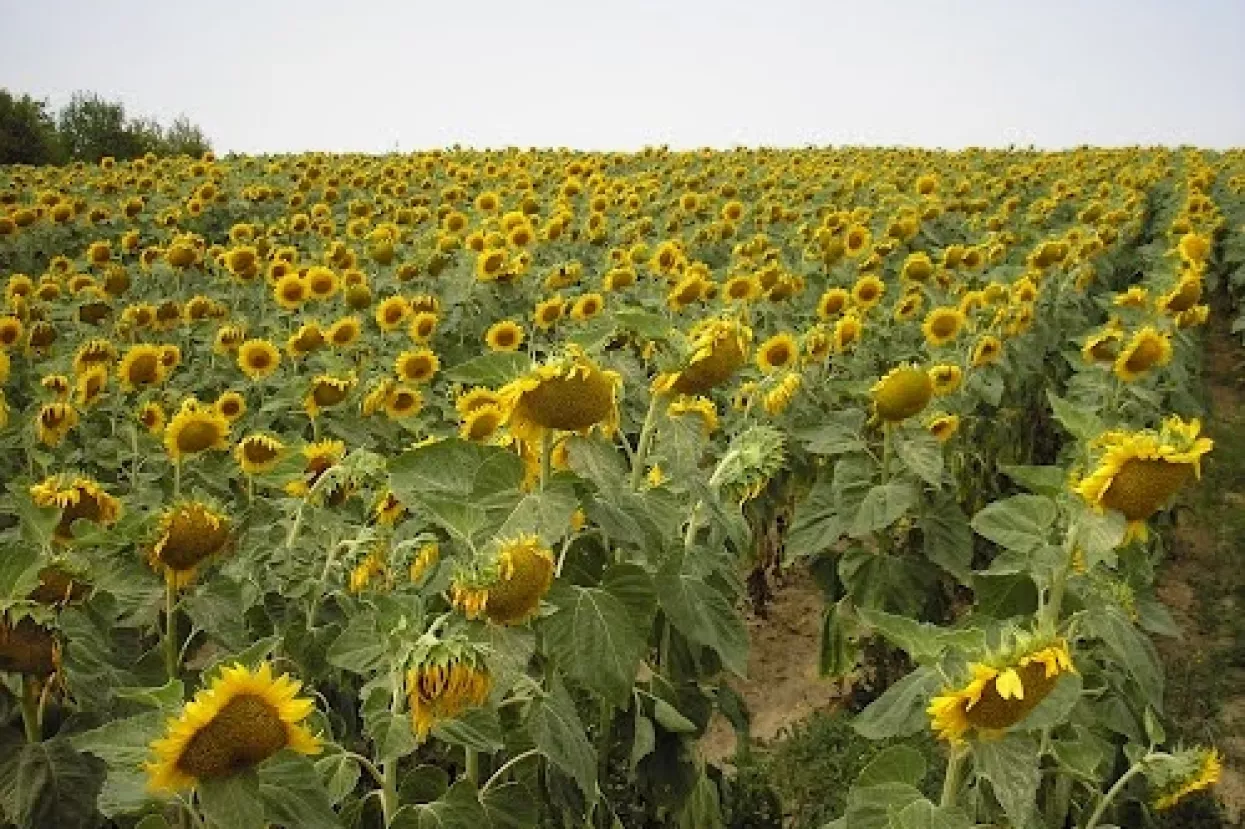 Županijama se ukidaju milijunski prihodi od zakupa zemlji&scaron;ta