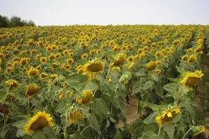 Županijama se ukidaju milijunski prihodi od zakupa zemlji&scaron;ta