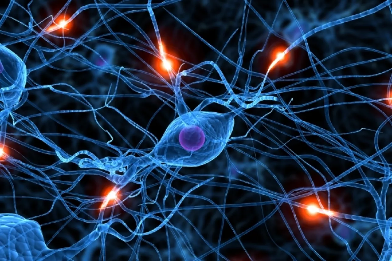 Ekonomist i političar, slično ženi i mu&scaron;karcu, imaju različit mozak