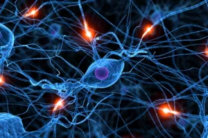 Ekonomist i političar, slično ženi i muškarcu, imaju različit mozak