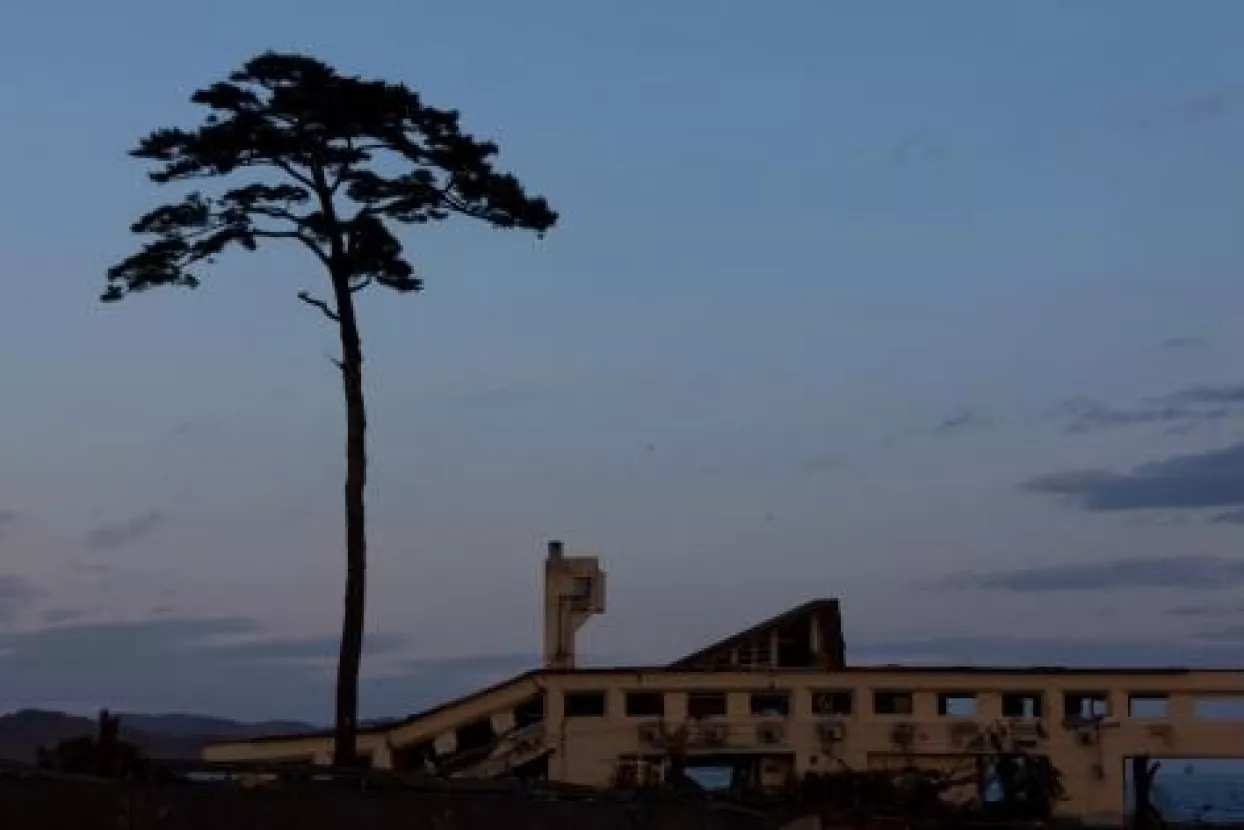 'Čudesni bor' odlazi na konzervaciju