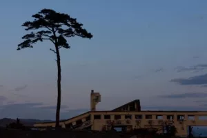 'Čudesni bor' odlazi na konzervaciju