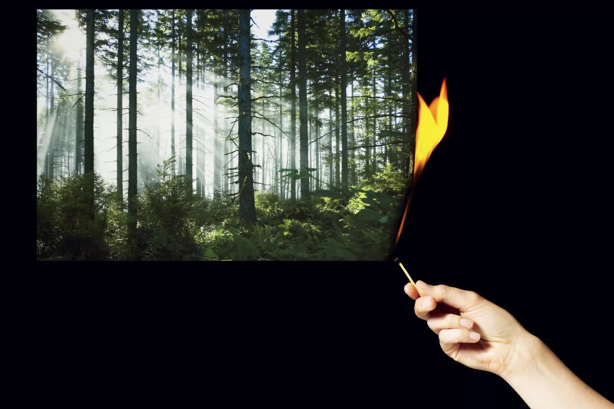 Zakon za piromane: Zapali šumu pa je prenamjeni!