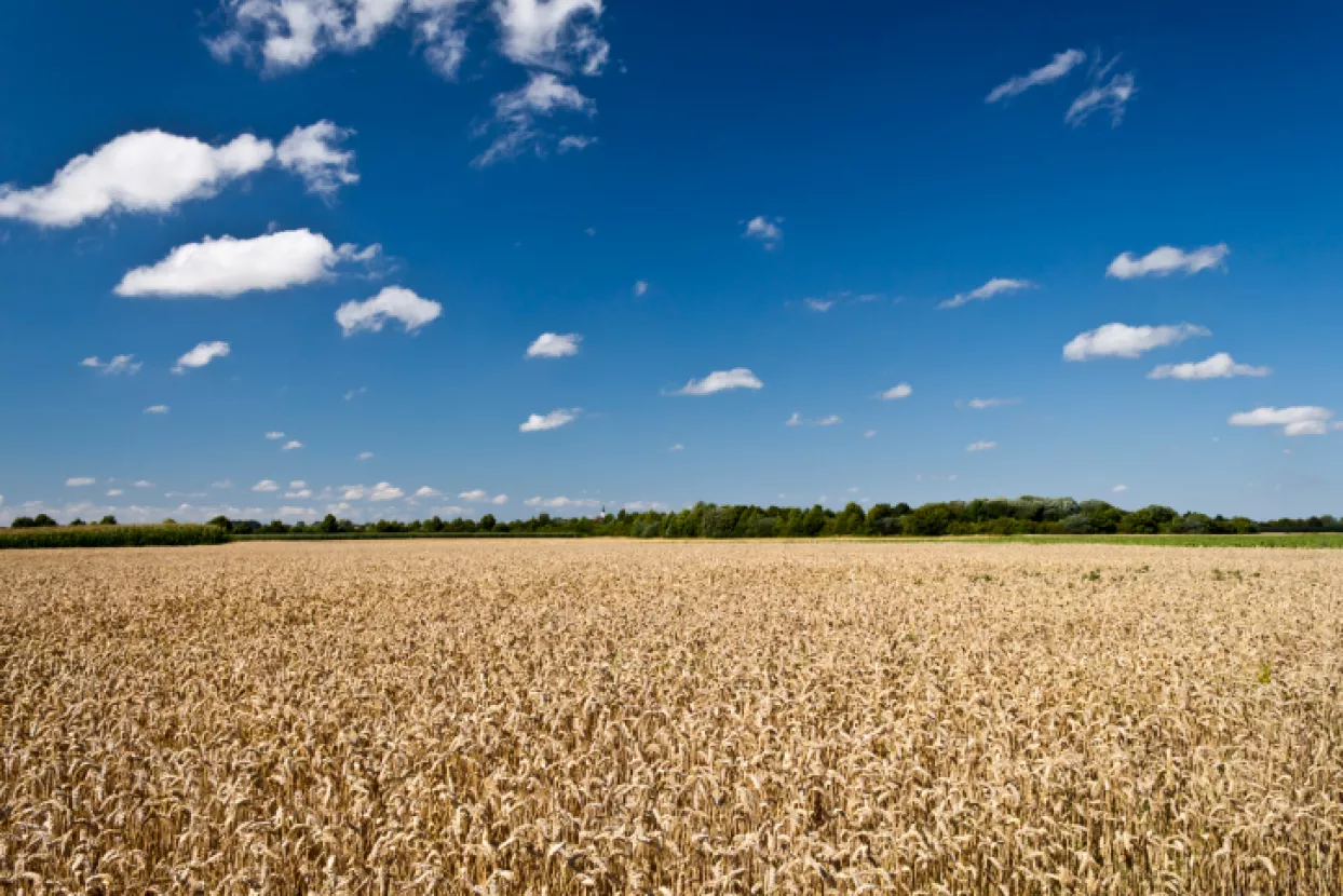 EU planira uvesti ograničenje kori&scaron;tenja usjeva za dobivanje biogoriva