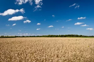 EU planira uvesti ograničenje kori&scaron;tenja usjeva za dobivanje biogoriva