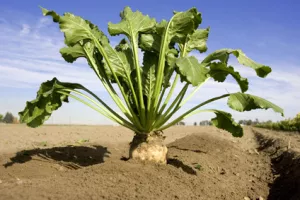 Sladorani problem stvara zabrana izvoza repe iz Srbije