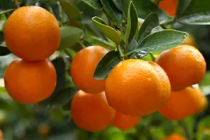 'Ozračene muhe' na neretvanskim mandarinama