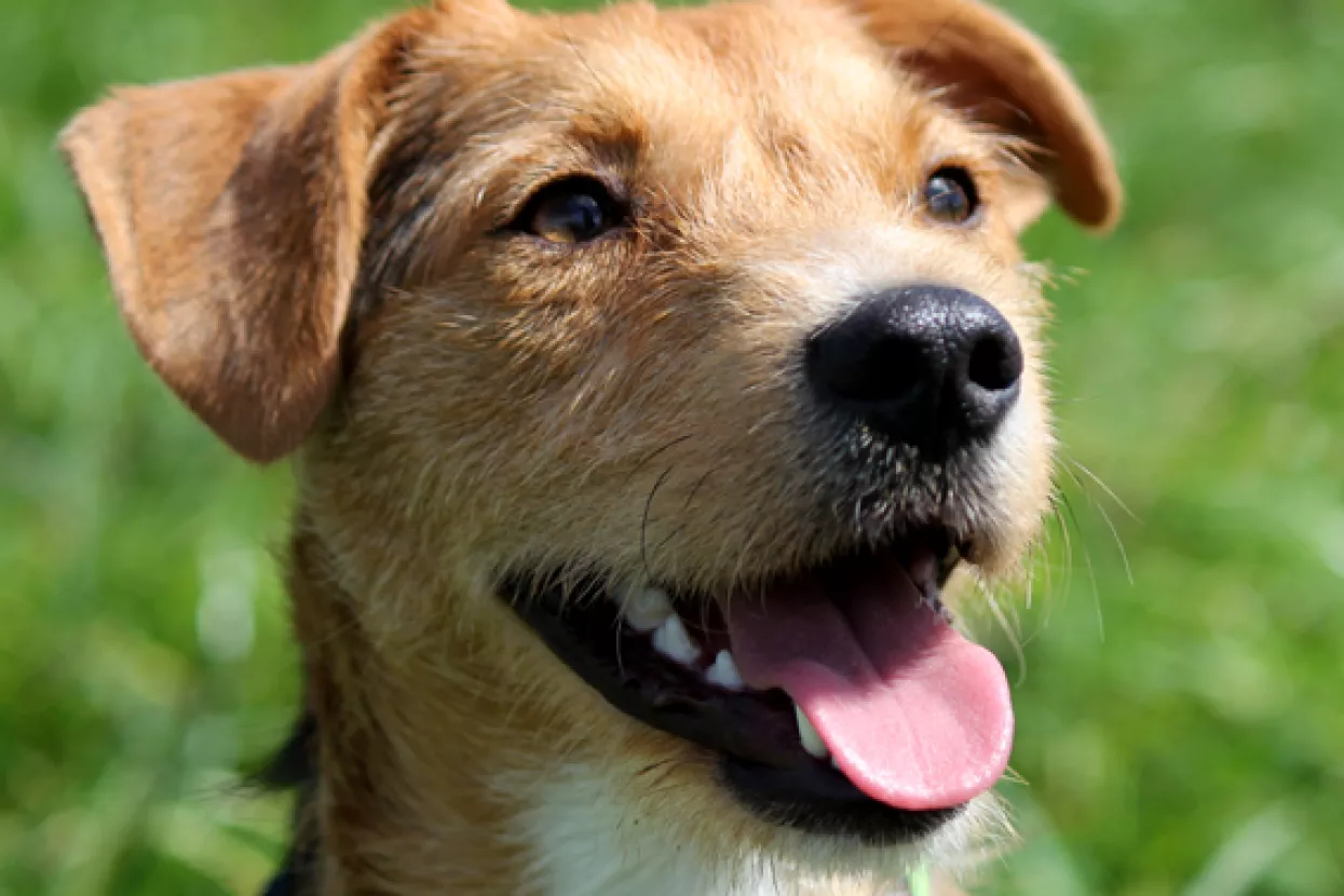 Pas Kiko naslijedio imovinu vrijednu 2,5 milijuna dolara