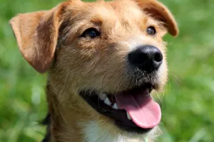 Pas Kiko naslijedio imovinu vrijednu 2,5 milijuna dolara