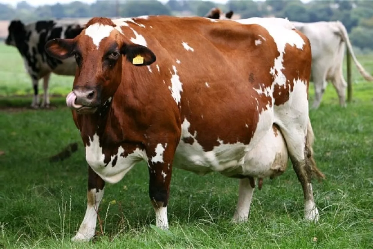 Neisporučeno milijun litara mlijeka