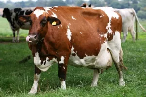 Neisporučeno milijun litara mlijeka