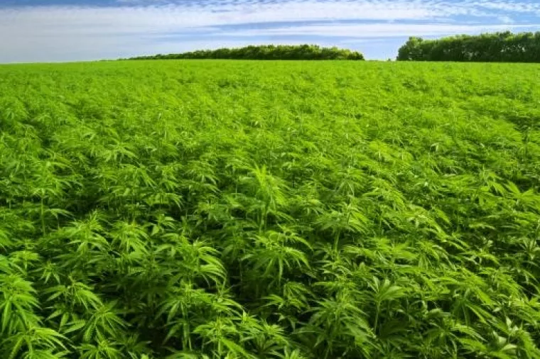 Uvjerljiva pobjeda ZA legalizaciju prostitucije i lakih droga