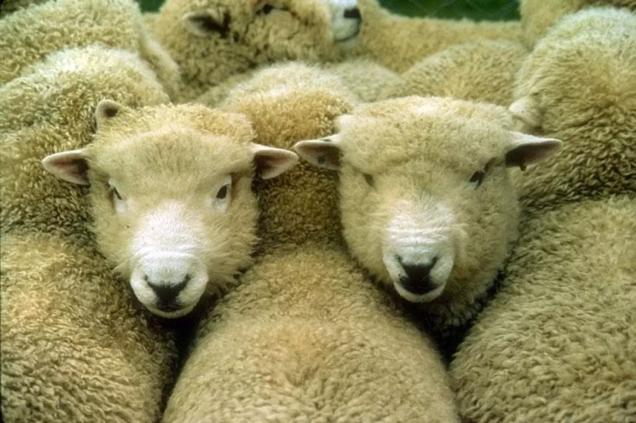 Svi smo mi 'sheeple'