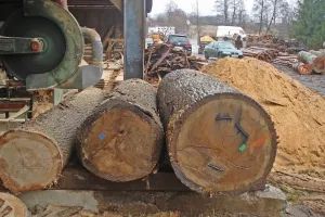 Kreće jedna od najvećih investicija u drvnoj industriji