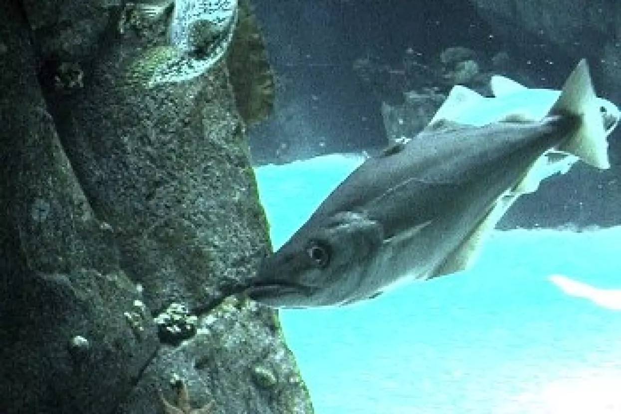 Kako je i do nas doplivao bakalar