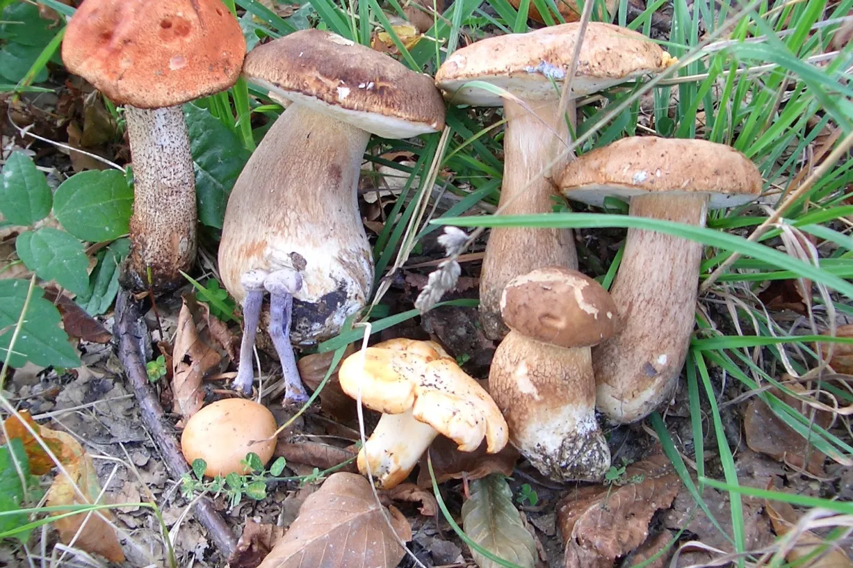 Slovenija uvodi vinjetu za branje gljiva?