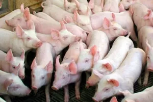 Što svinjogojce i govedare čeka do 2020. godine?