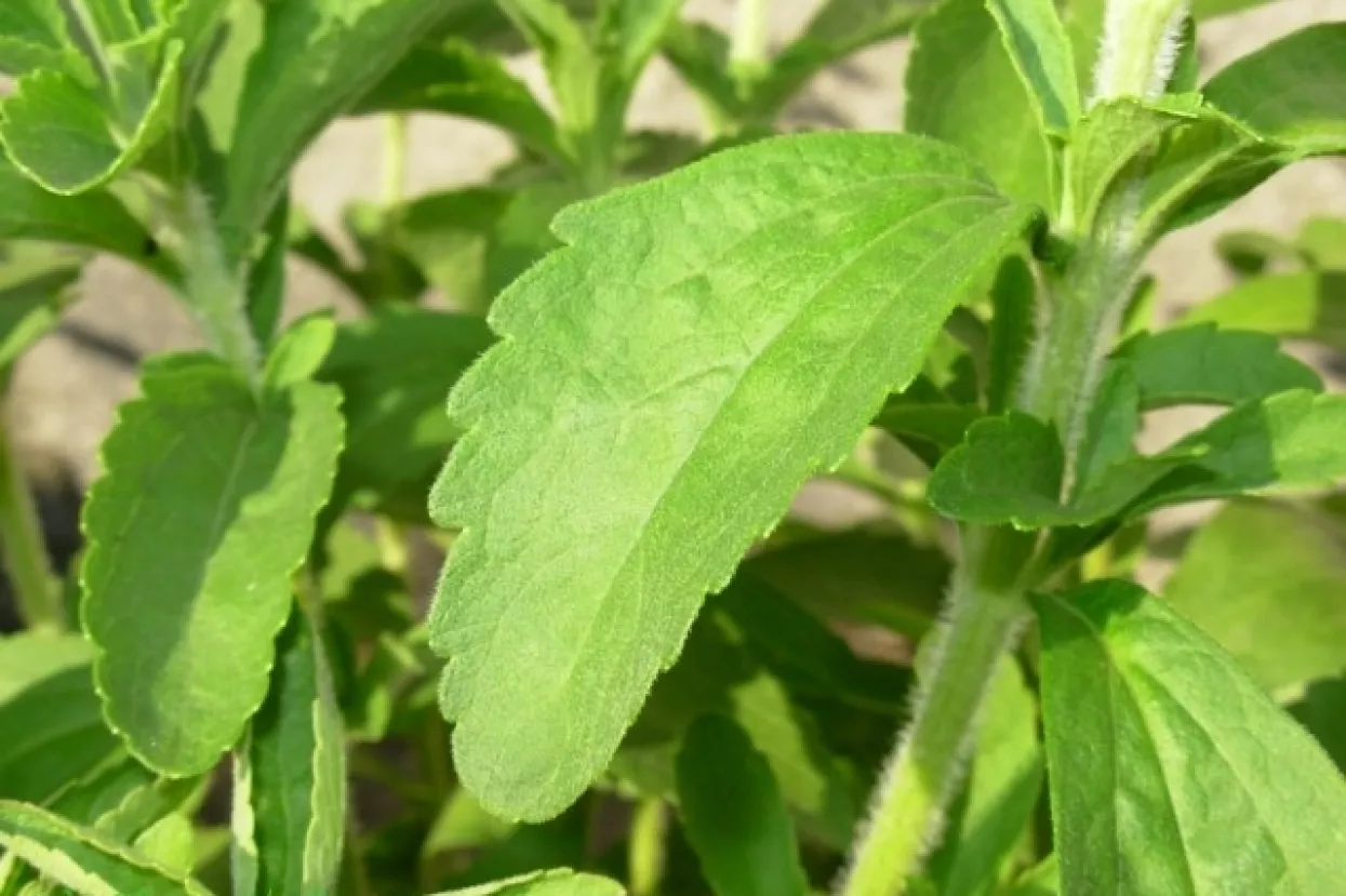 Novak: Kraš i Agrokor morat će odustati od stevije