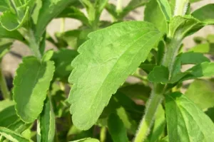 Novak: Kraš i Agrokor morat će odustati od stevije