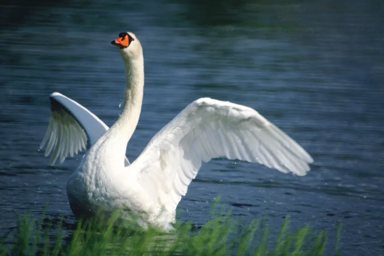 Predstečajna nagodba u Liniću