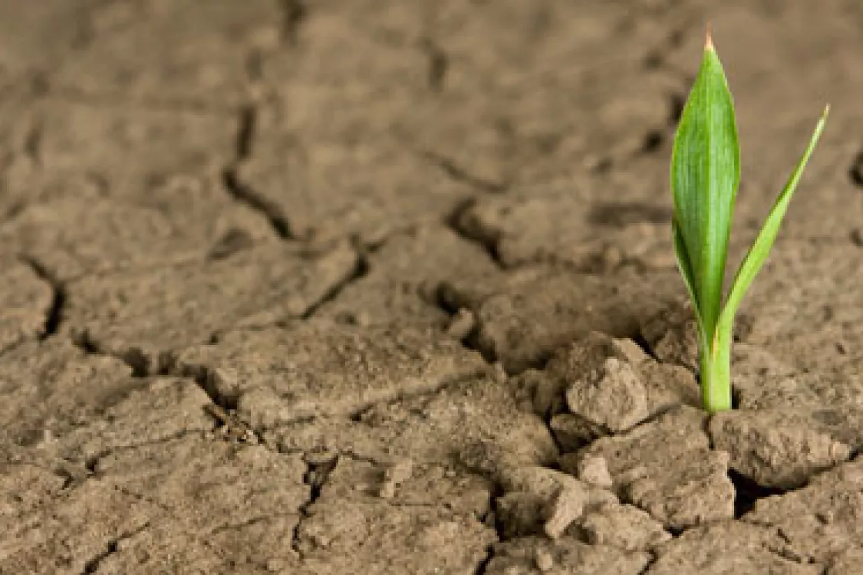 Nježne biljčice optimizma