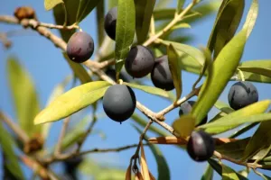 Imaš maslinike u Istri? Dobro došao Ministre!