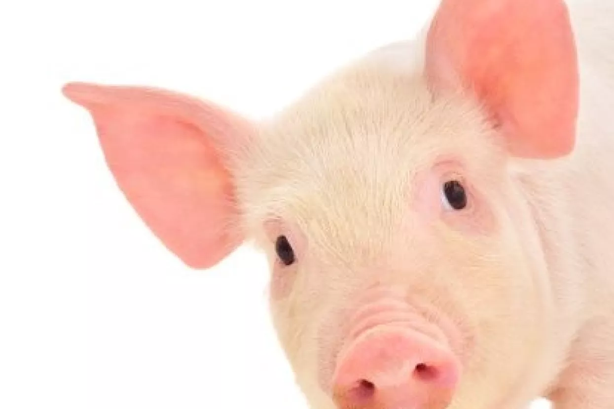 Možemo izvoziti žive svinje u EU