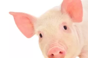 Možemo izvoziti žive svinje u EU