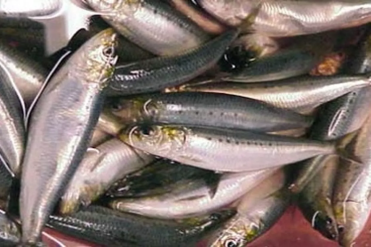 U Postirama otvoren novi objekt Sardine vrijedan 250 milijuna kuna