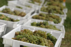 Gra&scaron;evina može i mora postati jaki hrvatski izvozni proizvod